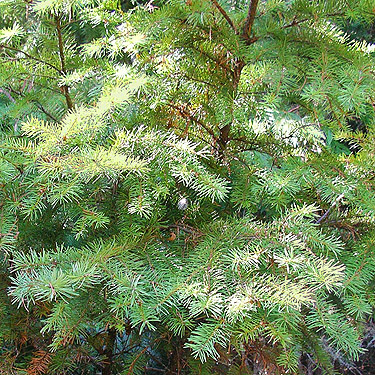 Douglas-fir foliage, crest of West Church Ridge, Whatcom County, Washington