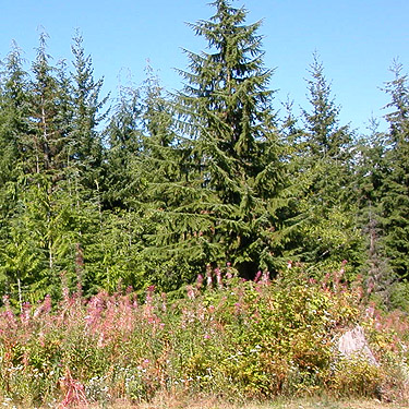 edge of clearing, summit of West Church Ridge, Whatcom County, Washington