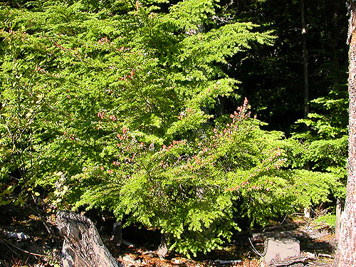 sunny western hemlock foliage, summit of West Church Ridge, Whatcom County, Washington