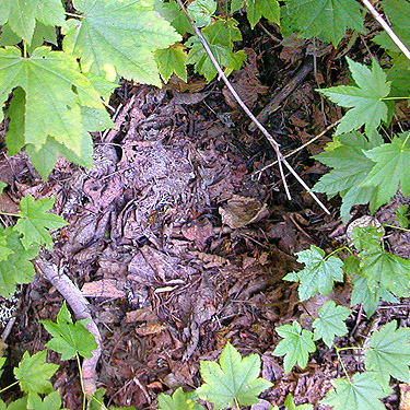 cottonwood leaf litter, crest of West Church Ridge, Whatcom County, Washington