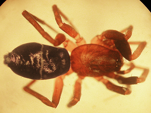 female ant mimic spider Micaria pulicaria, crest of West Church Ridge, Whatcom County, Washington