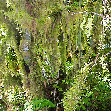 moss in Douglas Fir Campground, Whatcom County, Washington