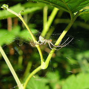Pityohyphantes sp. in web, crest of West Church Ridge, Whatcom County, Washington