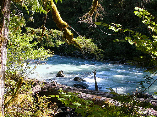 North Fork Nisqually River in Douglas Fir Campground, Whatcom County, Washington