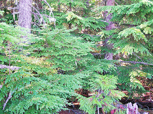 western hemlock in shade along road, summit of West Church Ridge, Whatcom County, Washington