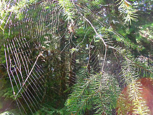web of orbweaver Araneus nordmanni, crest of West Church Ridge, Whatcom County, Washington