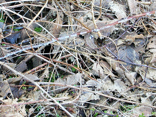 alder leaf litter, Manke Timber trail near Cinebar, Washington