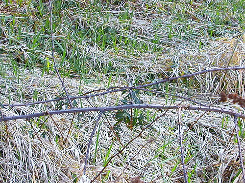 invasive cutleaf blackberry Rubus laciniatus, Manke Timber trail near Cinebar, Washington