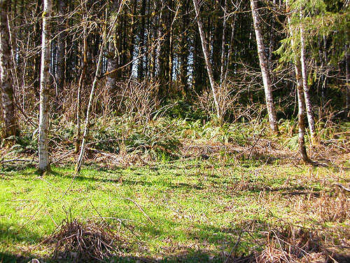 edge of forest at Manke Timber trail near Cinebar, Washington