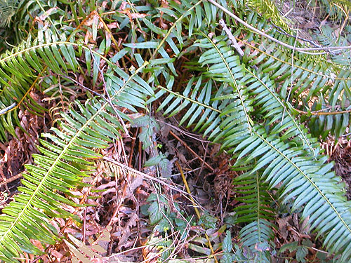 sword fern understory, Manke Timber trail near Cinebar, Washington