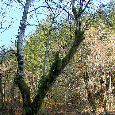 forked alder tree, Manke Timber trail near Cinebar, Washington