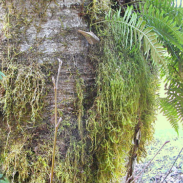 siftable treetrunk moss, Manke Timber trail near Cinebar, Washington