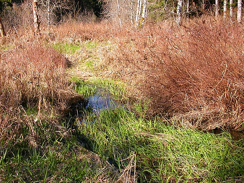 shrub marsh, Manke Timber trail near Cinebar, Washington