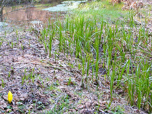 marsh grass and skunk cabbage, Manke Timber trail near Cinebar, Washington