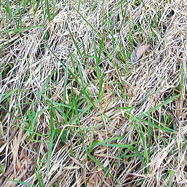 spring grass coming up, Manke Timber trail near Cinebar, Washington