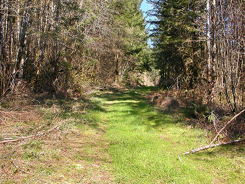 old timber road makes a trail, Manke Timber trail near Cinebar, Washington