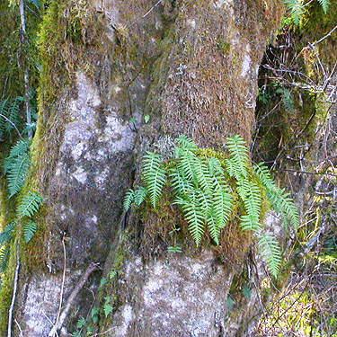 alder trunk with moss and licorice fern, Manke Timber trail near Cinebar, Washington