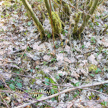 vine maple stems and litter, Manke Timber trail near Cinebar, Washington