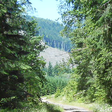 clearcut viewed from forest, Cispus River spider collecting site, Lewis County, Washington