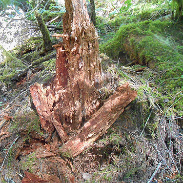 dead wood habitat, Woods Creek Nature Trail, Lewis County, Washington