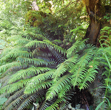 fern understory along Woods Creek Nature Trail, Lewis County, Washington