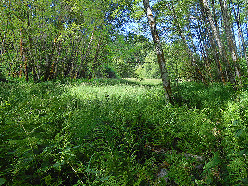 first meadow from Woods Creek Nature Trail, Lewis County, Washington