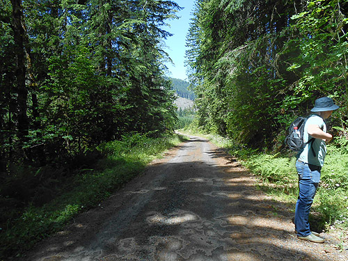 In the forest but near the clearcut, Cispus River spider collecting site, Lewis County, Washington