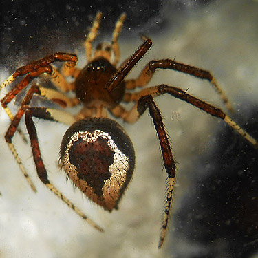 spider Euryopis formosa from Cispus River spider collecting site, Lewis County, Washington