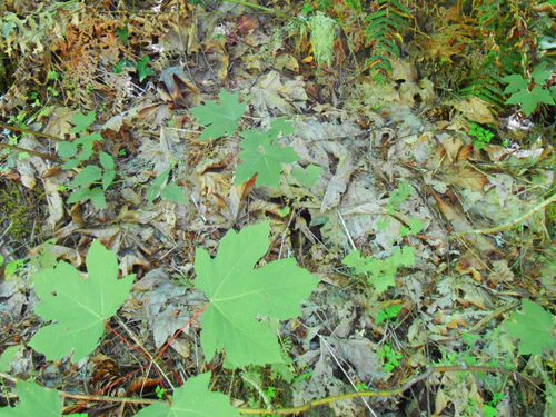 maple leaf litter, Cispus River spider collecting site, Lewis County, Washington