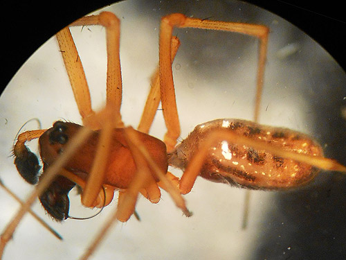 male spider Microlinyphia mandibulata from meadow edge, Woods Creek Nature Trail, Lewis County, Washington