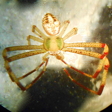crab spider Misumenops sierrensis from Woods Creek Nature Trail, Lewis County, Washington