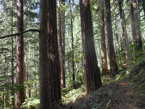 old growth stand, Woods Creek Nature Trail, Lewis County, Washington