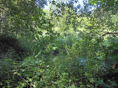 habitat they call a pond, Woods Creek Nature Trail, Lewis County, Washington
