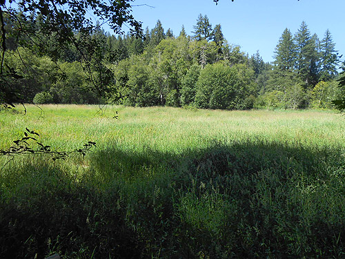 second meadow along Woods Creek Nature Trail, Lewis County, Washington