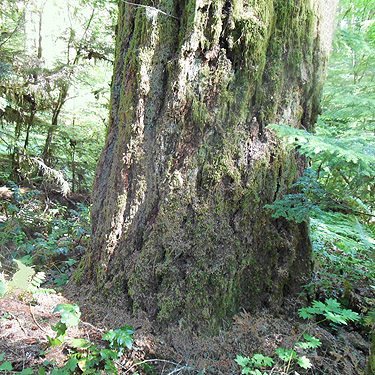 old growth tree trunk, Woods Creek Nature Trail, Lewis County, Washington