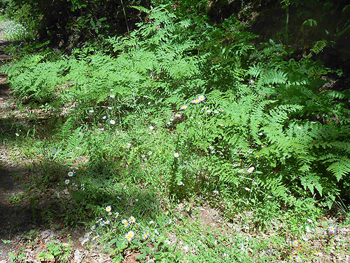 roadside grassy verge, Cispus River spider collecting site, Lewis County, Washington