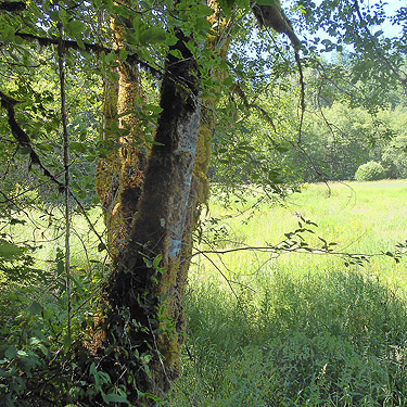 last and wettest meadow, Woods Creek Nature Trail, Lewis County, Washington