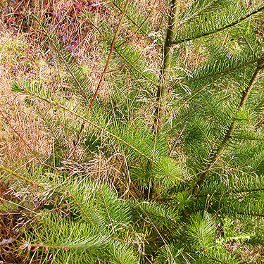 Young Douglas-fir foliage, Clay Creek at State Hwy. 410, King County, Washington