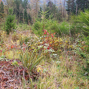 east clearcut, Clay Creek at State Hwy. 410, King County, Washington