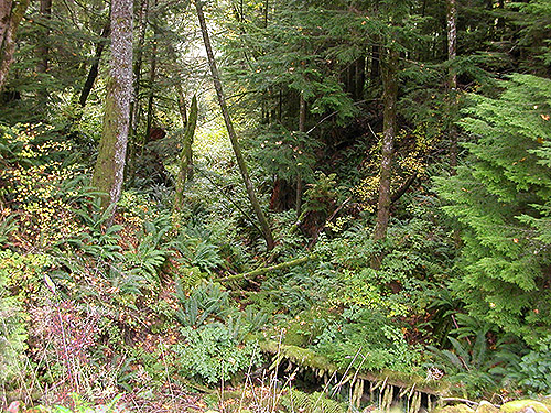 ecotone between mixed and conifer forest, Clay Creek at State Hwy. 410, King County, Washington
