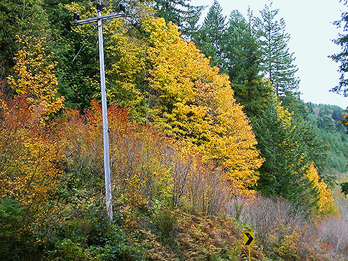 fall colors along highway, Clay Creek spider site, State Highway 410, King County, Washington