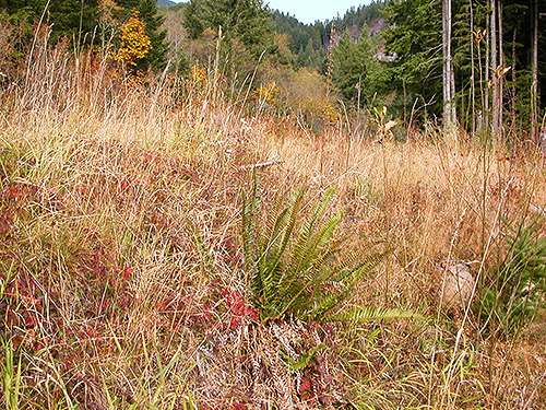 grassy habitat at edge of clearcut, Clay Creek, state highway 410, King County, Washington
