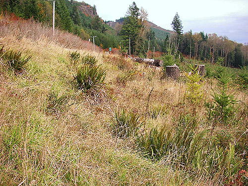 grassy slope in eastern clearcut, Clay Creek at State Hwy. 410, King County, Washington