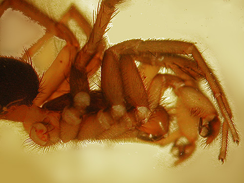 male spider Hexura picea from leaf litter in mixed forest, Clay Creek, state highway 410, King County, Washington