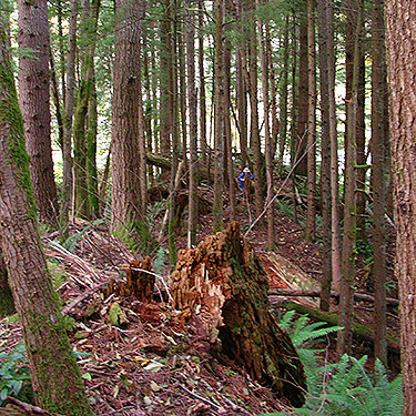 conifer forest on hill below highway, Clay Creek at State Hwy. 410, King County, Washington