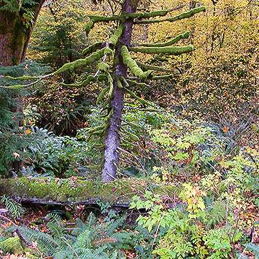 mixed forest habitat, Clay Creek, state highway 410, King County, Washington