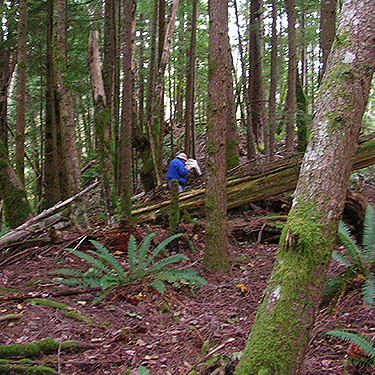 Rod Crawford collecting from wood in conifer forest, Clay Creek at State Hwy. 410, King County, Washington