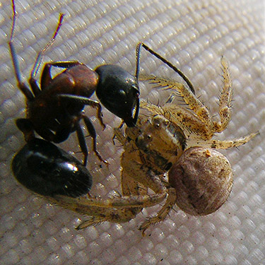 Xysticus cristatus preying on thatching ant Formica obscuripes, Clay Creek at State Hwy. 410, King County, Washington