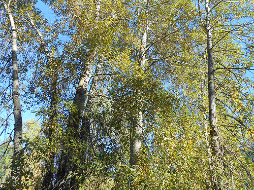 cottonwood trees, Mill Creek at Cole Road, NE of Colville, Washington