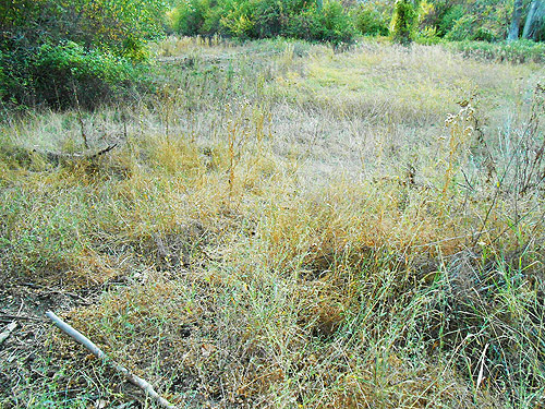 grassy field, Mill Creek at Cole Road, NE of Colville, Washington